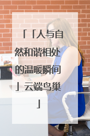 「人与自然和谐相处的温暖瞬间」云端鸟巢