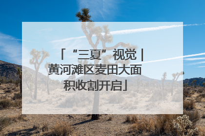 “三夏”视觉｜黄河滩区麦田大面积收割开启