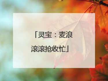 灵宝：麦浪滚滚抢收忙