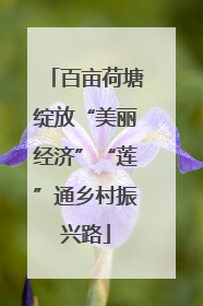 百亩荷塘绽放“美丽经济”“莲”通乡村振兴路