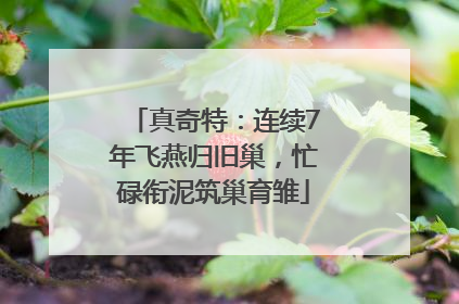 真奇特：连续7年飞燕归旧巢，忙碌衔泥筑巢育雏