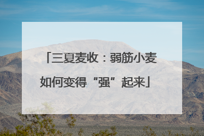三夏麦收：弱筋小麦如何变得“强”起来