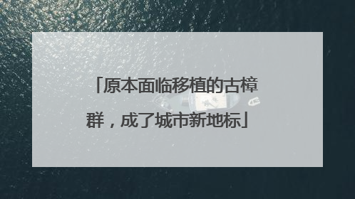 原本面临移植的古樟群，成了城市新地标