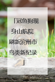 冠鱼狗现身山航院 刷新滨州市鸟类新纪录
