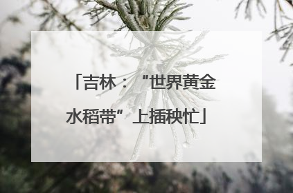 吉林：“世界黄金水稻带”上插秧忙