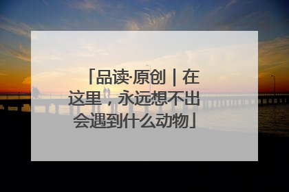 品读·原创｜在这里，永远想不出会遇到什么动物