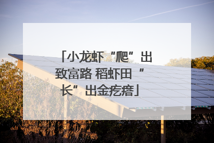 小龙虾“爬”出致富路 稻虾田“长”出金疙瘩