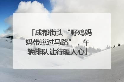 成都街头“野鸡妈妈带崽过马路”，车辆排队让行暖人心