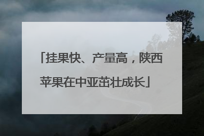 挂果快、产量高，陕西苹果在中亚茁壮成长