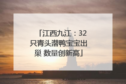 江西九江：32只青头潜鸭宝宝出巢 数量创新高