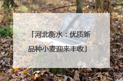 河北衡水：优质新品种小麦迎来丰收