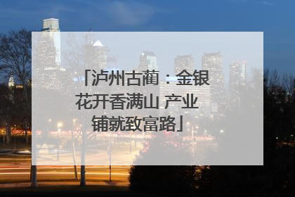 泸州古蔺：金银花开香满山 产业铺就致富路