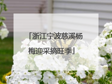 浙江宁波慈溪杨梅迎采摘旺季