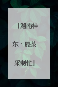 湖南桂东：夏茶采制忙