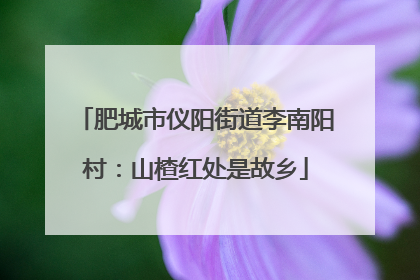 肥城市仪阳街道李南阳村：山楂红处是故乡