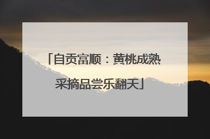 自贡富顺：黄桃成熟 采摘品尝乐翻天