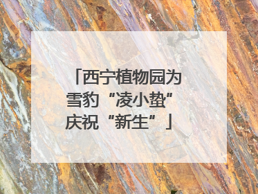 西宁植物园为雪豹“凌小蛰”庆祝“新生”