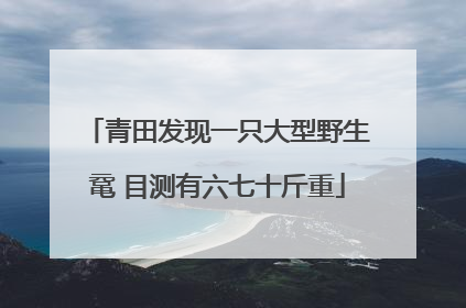 青田发现一只大型野生鼋 目测有六七十斤重