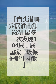 青头潜鸭定居淮南焦岗湖 最多一次发现104只，属国家一级保护野生动物