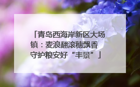 青岛西海岸新区大场镇：麦浪翻滚穗飘香 守护粮安好“丰景”