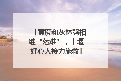 黄麂和灰林鸮相继“落难”，十堰好心人接力施救